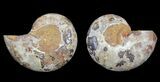 Cut & Polished, Agatized Ammonite Fossil - Jurassic #53844-1